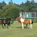 A gathering of ponies, Camping at Roundhills, Brockenhurst, New Forest, Hampshire - 29th August 2015