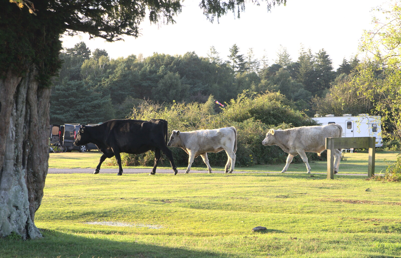 Some cows march around from Camping at Roundhills, Brockenhurst, New Forest, Hampshire - 29th August 2015