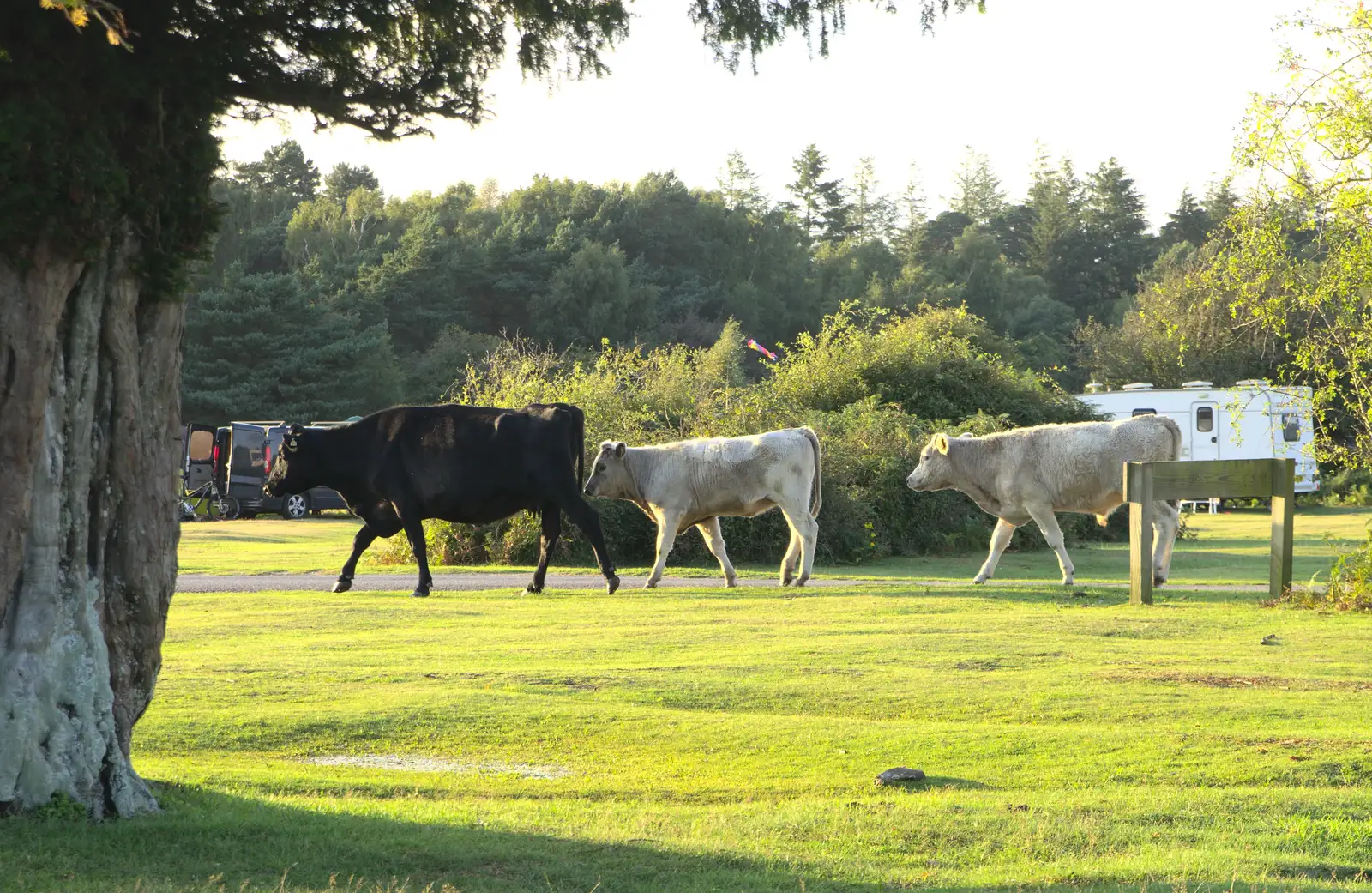 Some cows march around, from Camping at Roundhills, Brockenhurst, New Forest, Hampshire - 29th August 2015