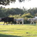 Some cows march around, Camping at Roundhills, Brockenhurst, New Forest, Hampshire - 29th August 2015
