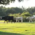 Some cows march around, Camping at Roundhills, Brockenhurst, New Forest, Hampshire - 29th August 2015