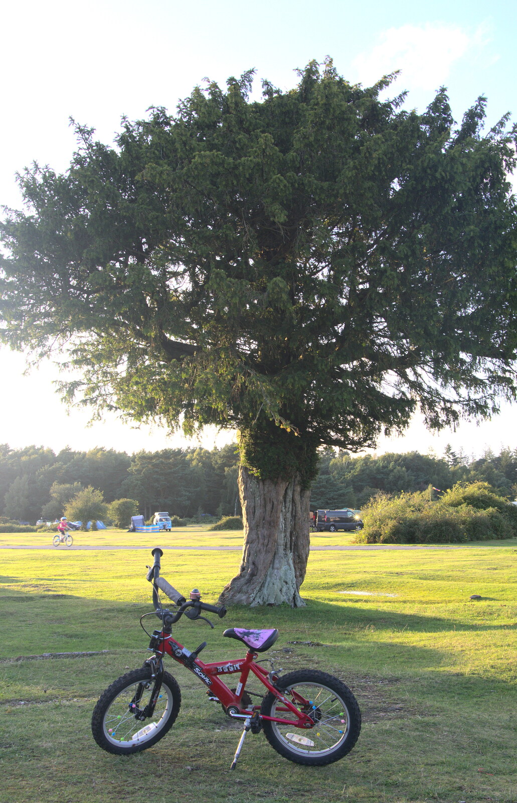 Fred's bike and a sunlit tree from Camping at Roundhills, Brockenhurst, New Forest, Hampshire - 29th August 2015