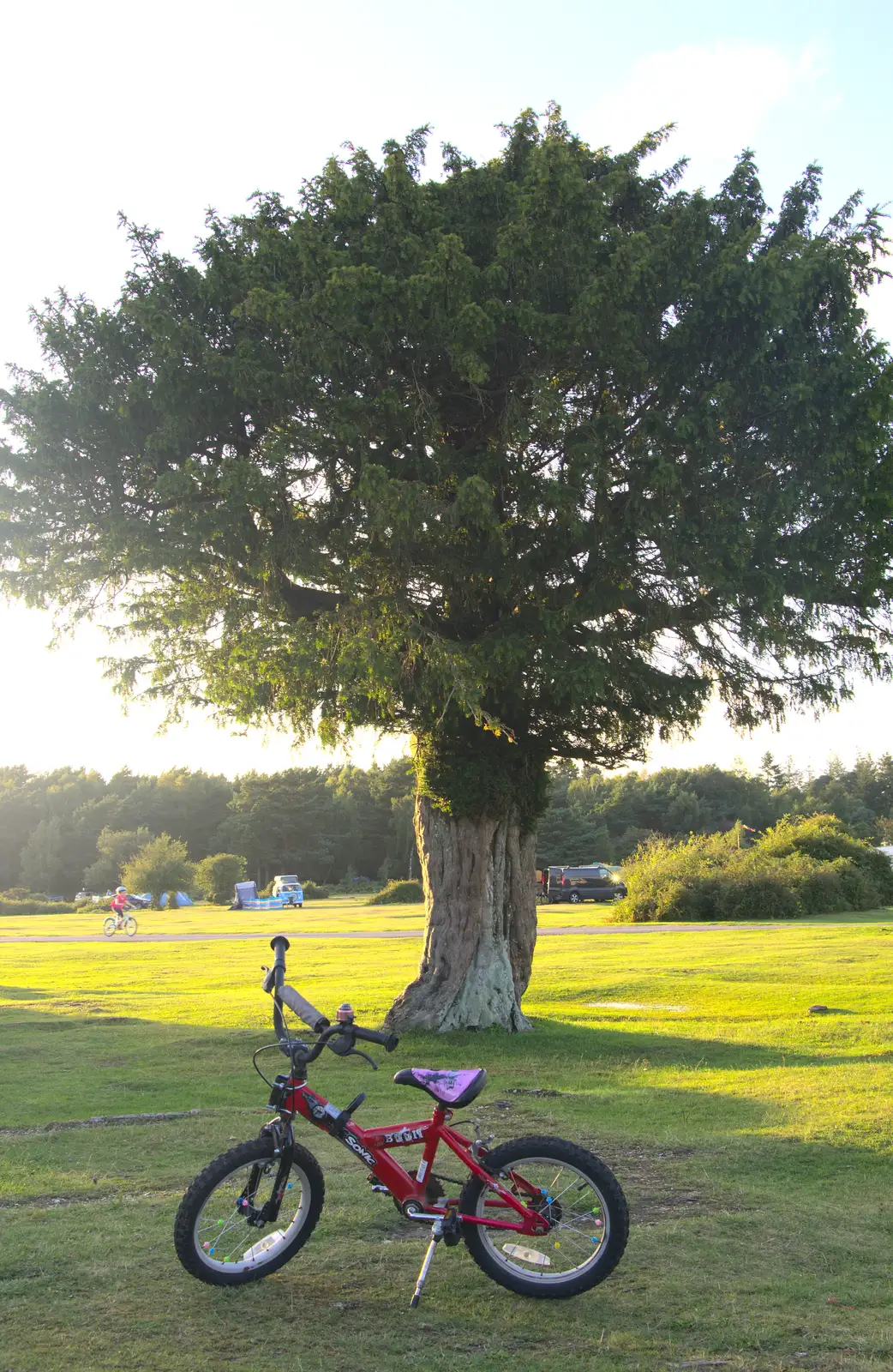 Fred's bike and a sunlit tree, from Camping at Roundhills, Brockenhurst, New Forest, Hampshire - 29th August 2015