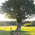 Fred's bike and a sunlit tree, Camping at Roundhills, Brockenhurst, New Forest, Hampshire - 29th August 2015