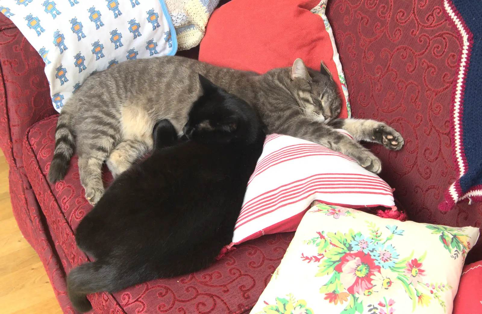 Millie and Boris have a snooze, from A 1940s Dance, Bressingham Steam Museum, Bressingham, Norfolk - 19th September 2015