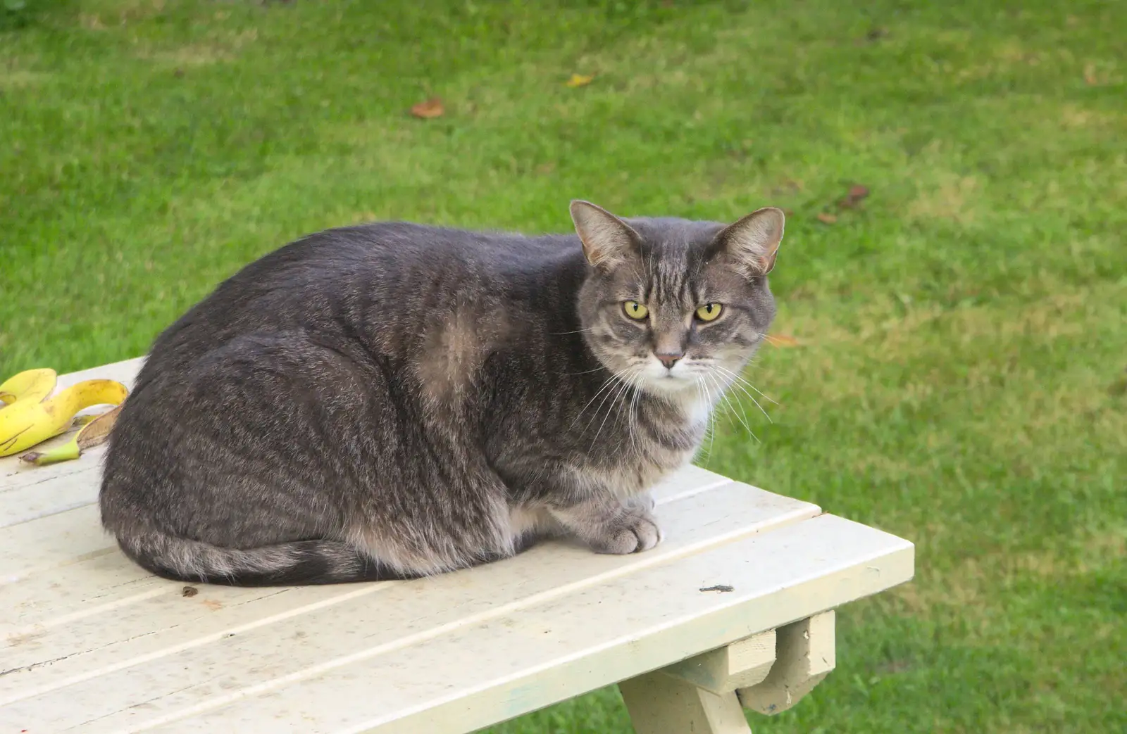 Boris - Stripey Cat, from A 1940s Dance, Bressingham Steam Museum, Bressingham, Norfolk - 19th September 2015