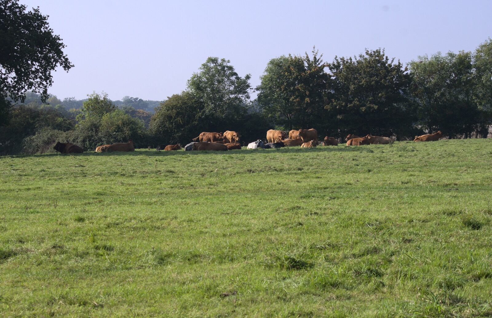 The cows have a lie down from The Mushrooms of Thornham Estate, Thornham, Suffolk - 4th October 2015