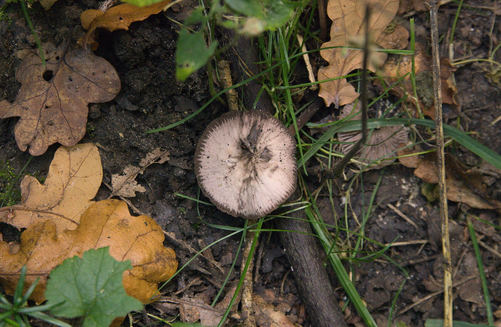 A black-frilled mushroom from The Mushrooms of Thornham Estate, Thornham, Suffolk - 4th October 2015