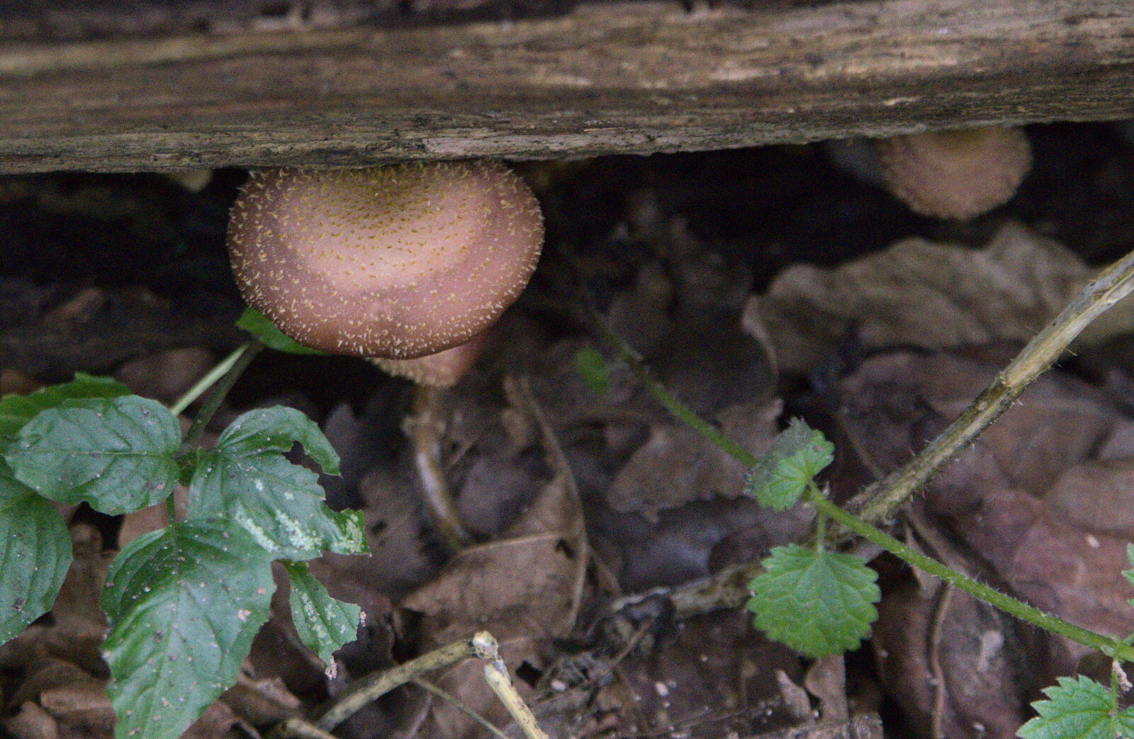 A mushroom with dimples hides away from The Mushrooms of Thornham Estate, Thornham, Suffolk - 4th October 2015