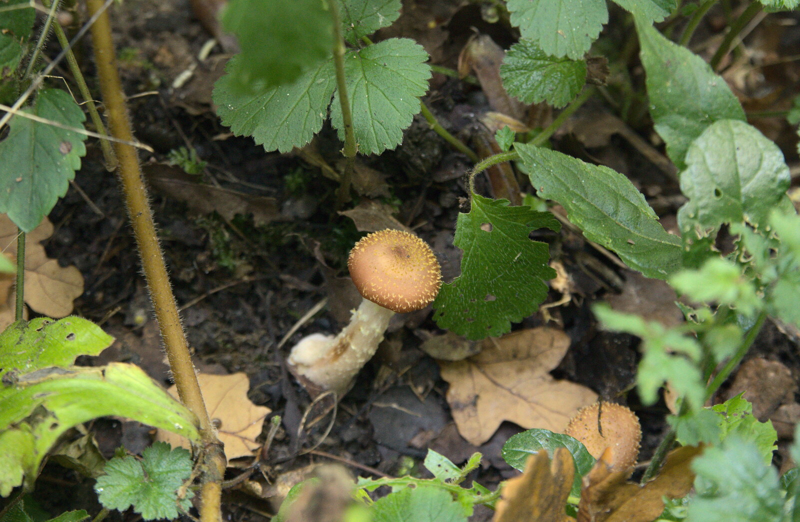 Another fruiting body thrusts upwards from The Mushrooms of Thornham Estate, Thornham, Suffolk - 4th October 2015