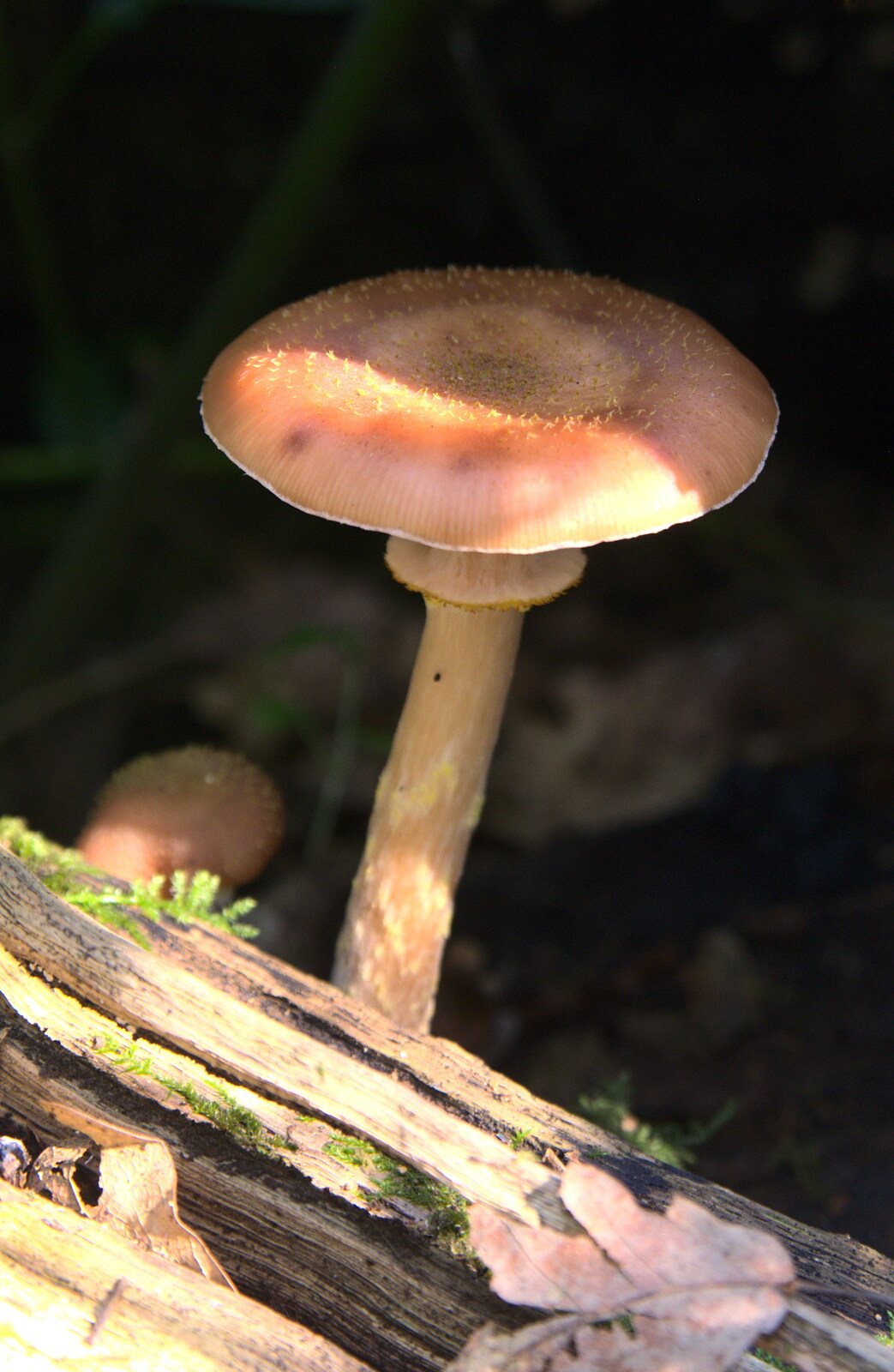 Another fungus from The Mushrooms of Thornham Estate, Thornham, Suffolk - 4th October 2015