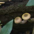 Some very knobbly mushrooms, The Mushrooms of Thornham Estate, Thornham, Suffolk - 4th October 2015