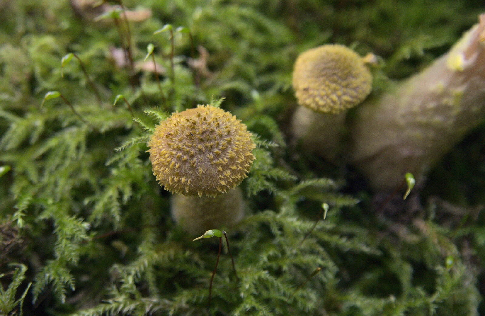 Squat punk mushrooms with spiky tops from The Mushrooms of Thornham Estate, Thornham, Suffolk - 4th October 2015