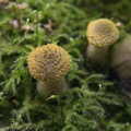 Squat punk mushrooms with spiky tops, The Mushrooms of Thornham Estate, Thornham, Suffolk - 4th October 2015