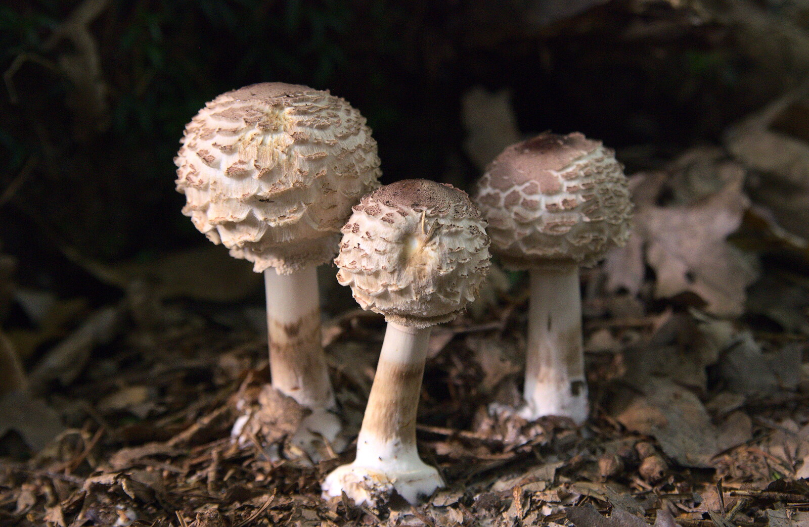 Mushrooms with shaggy tops from The Mushrooms of Thornham Estate, Thornham, Suffolk - 4th October 2015