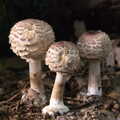 Mushrooms with shaggy tops, The Mushrooms of Thornham Estate, Thornham, Suffolk - 4th October 2015