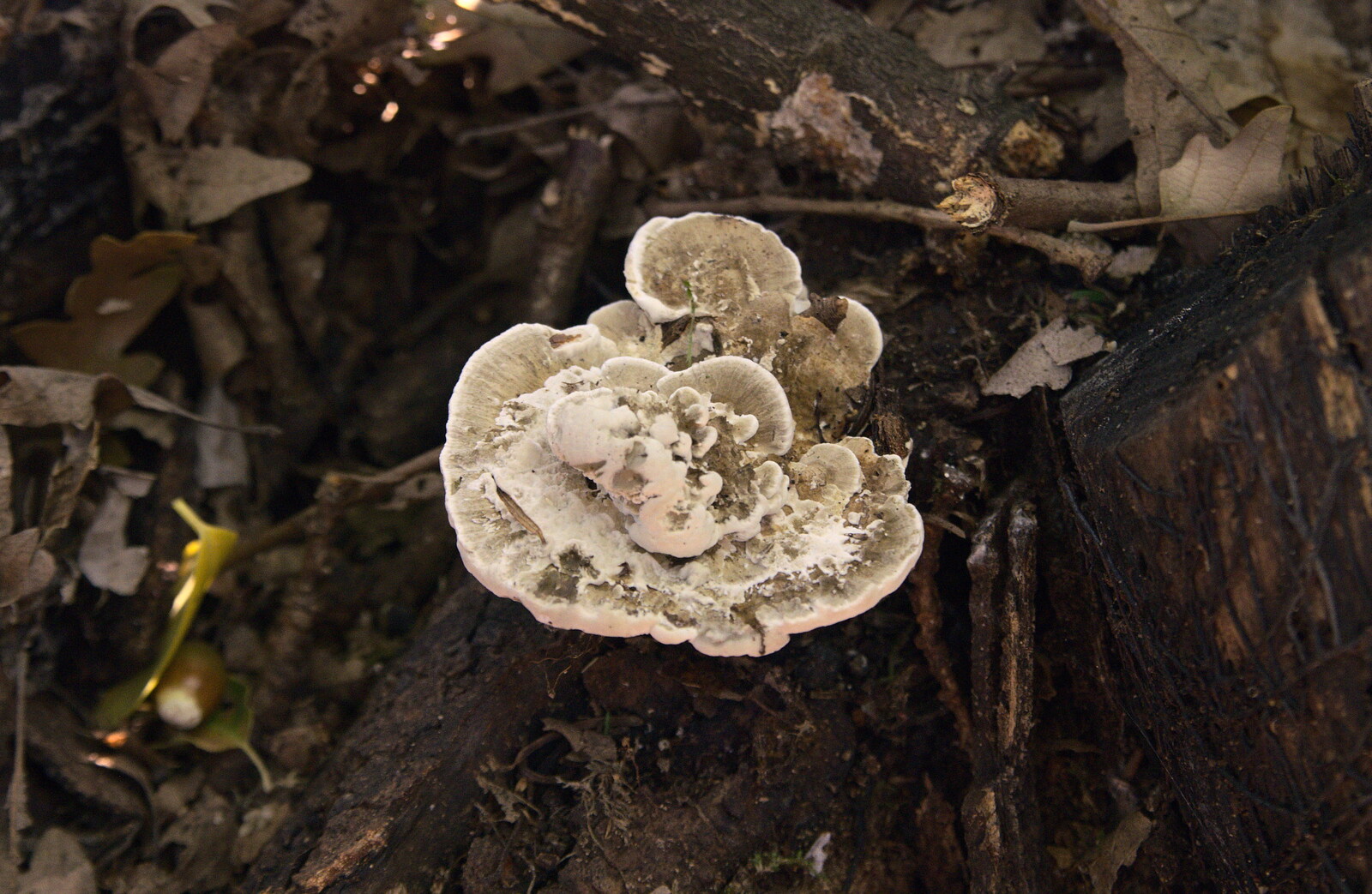 Some sort of bracket fungus from The Mushrooms of Thornham Estate, Thornham, Suffolk - 4th October 2015