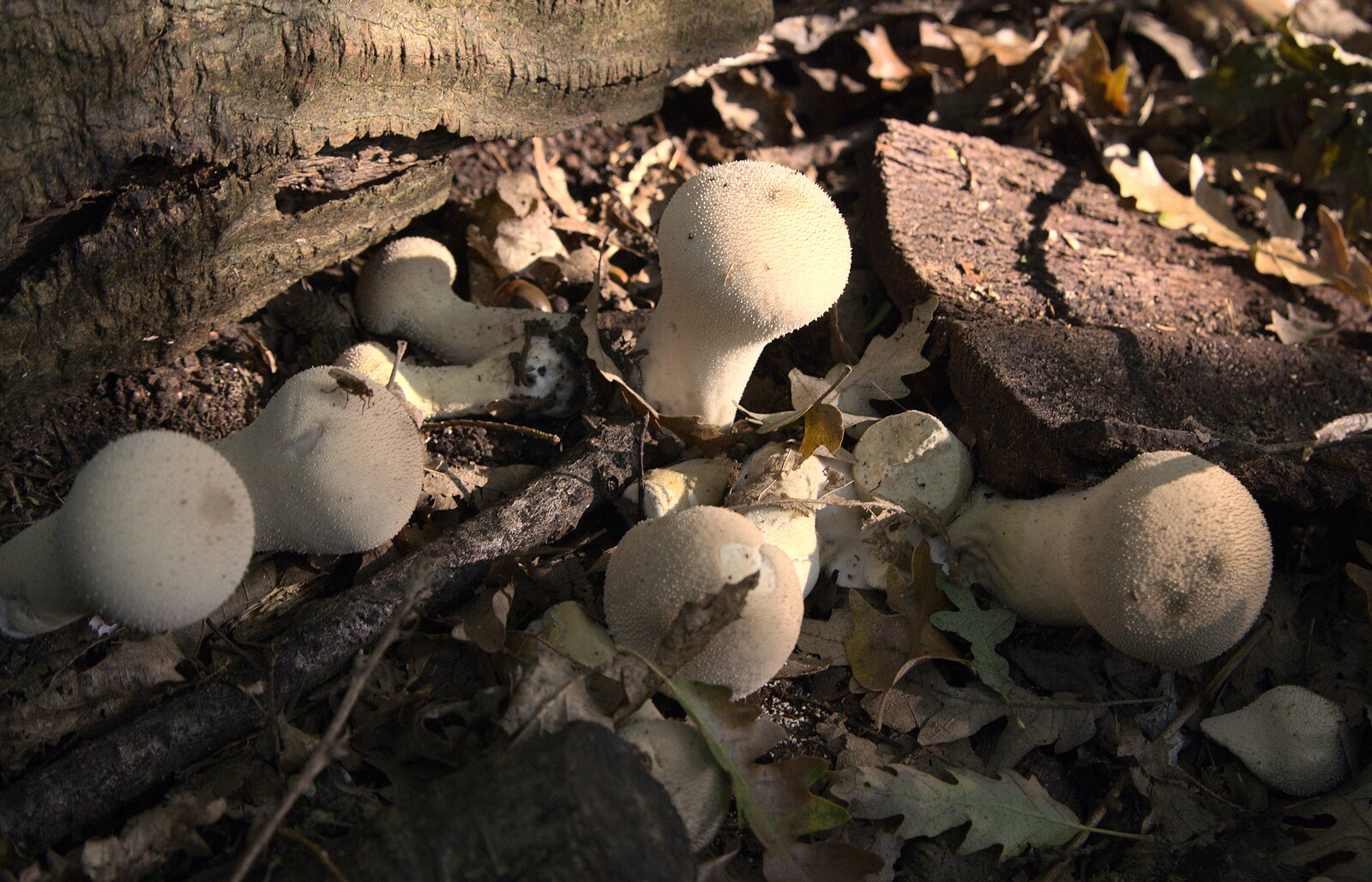 Stippled tops from The Mushrooms of Thornham Estate, Thornham, Suffolk - 4th October 2015