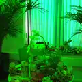 There's a very green 'jungle' room, SwiftKey Innovation Week, Southwark Bridge Road, London - 7th October 2015