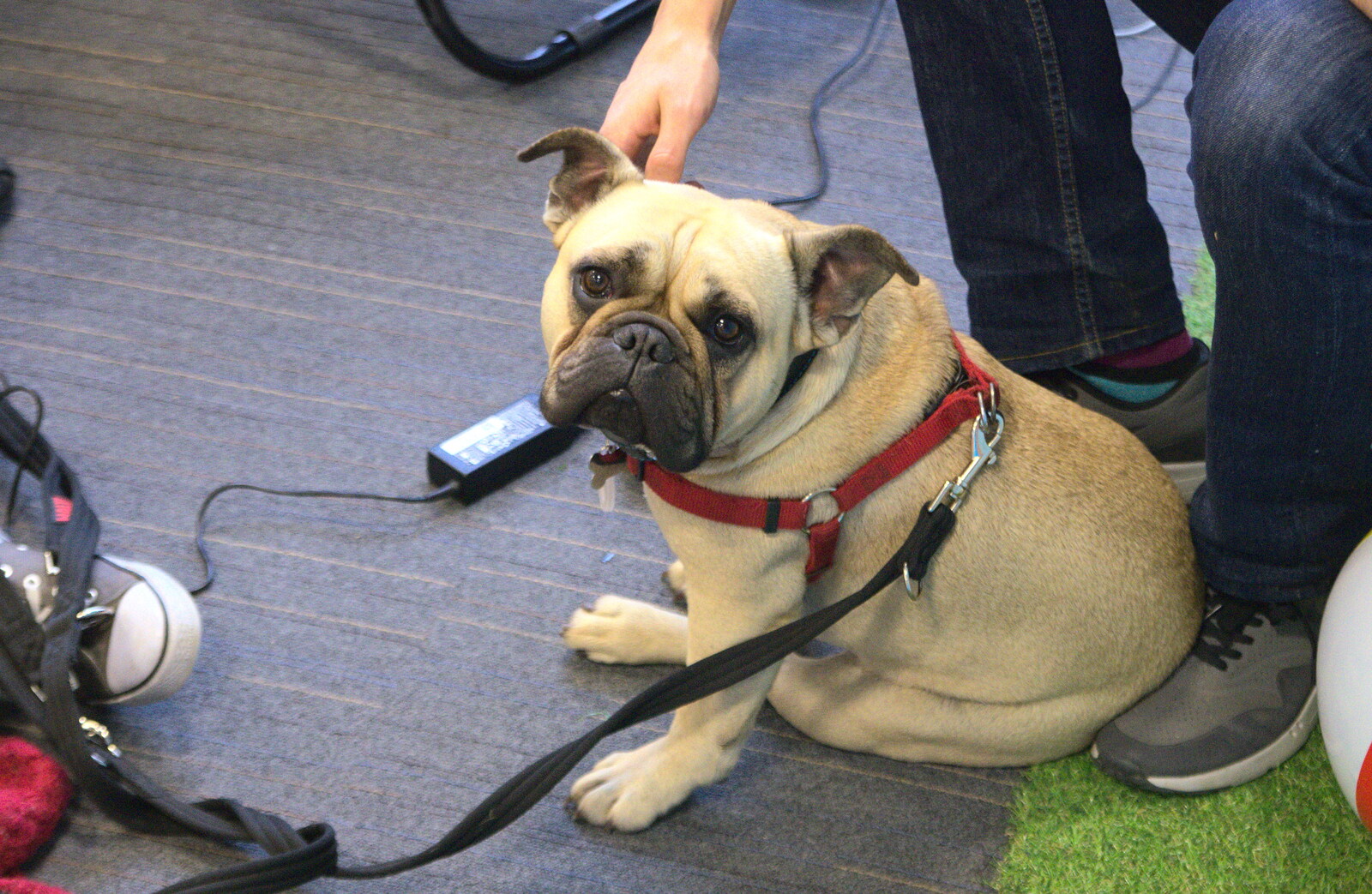 It's bring your dog to work day from SwiftKey Innovation Week, Southwark Bridge Road, London - 7th October 2015
