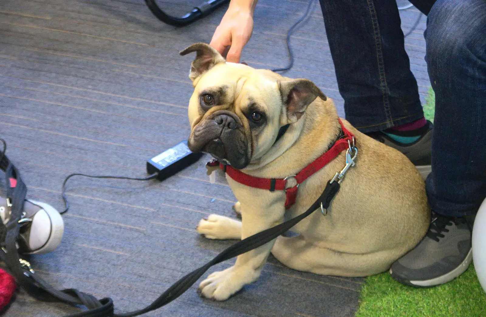 It's bring your dog to work day, from SwiftKey Innovation Week, Southwark Bridge Road, London - 7th October 2015