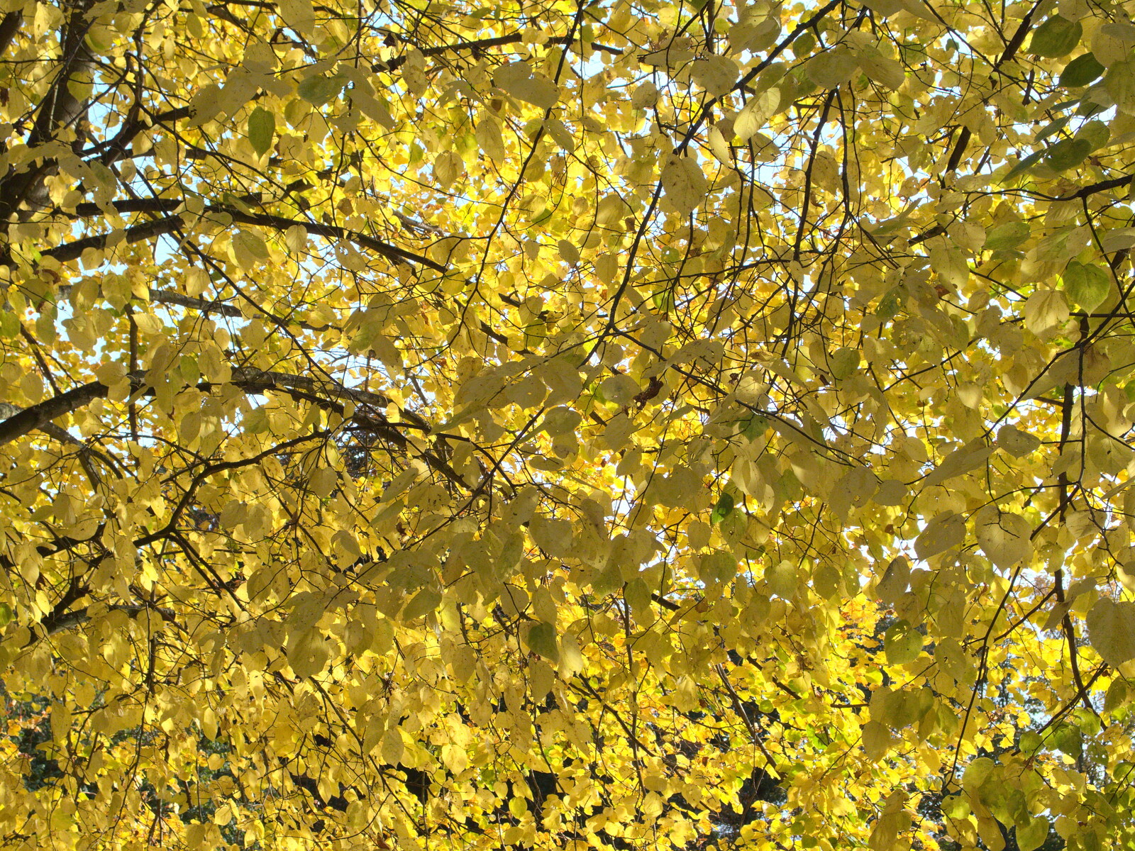 Golden autumn leaves from Apple Picking and The BBs at Framingham Earl, Norfolk - 25th October 2015