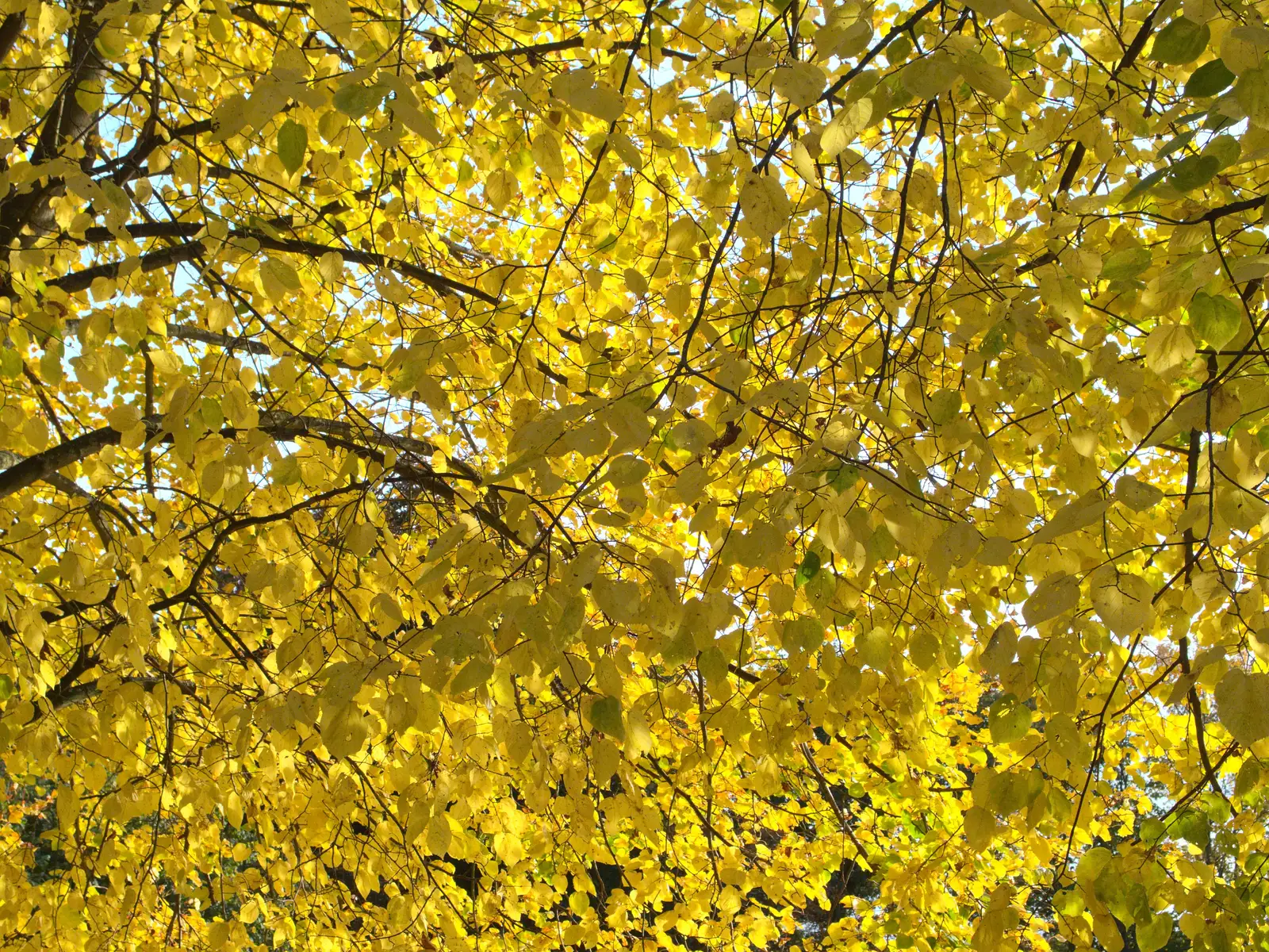 Golden autumn leaves, from Apple Picking and The BBs at Framingham Earl, Norfolk - 25th October 2015