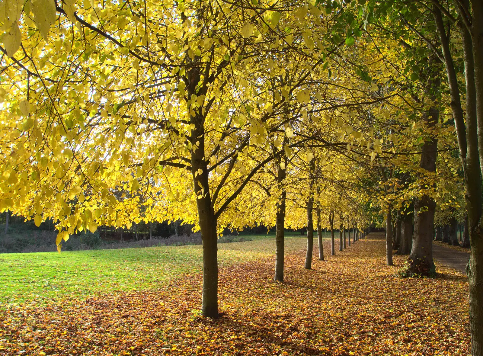 Golden yellow trees, from Apple Picking and The BBs at Framingham Earl, Norfolk - 25th October 2015