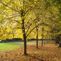 Golden yellow trees, Apple Picking and The BBs at Framingham Earl, Norfolk - 25th October 2015