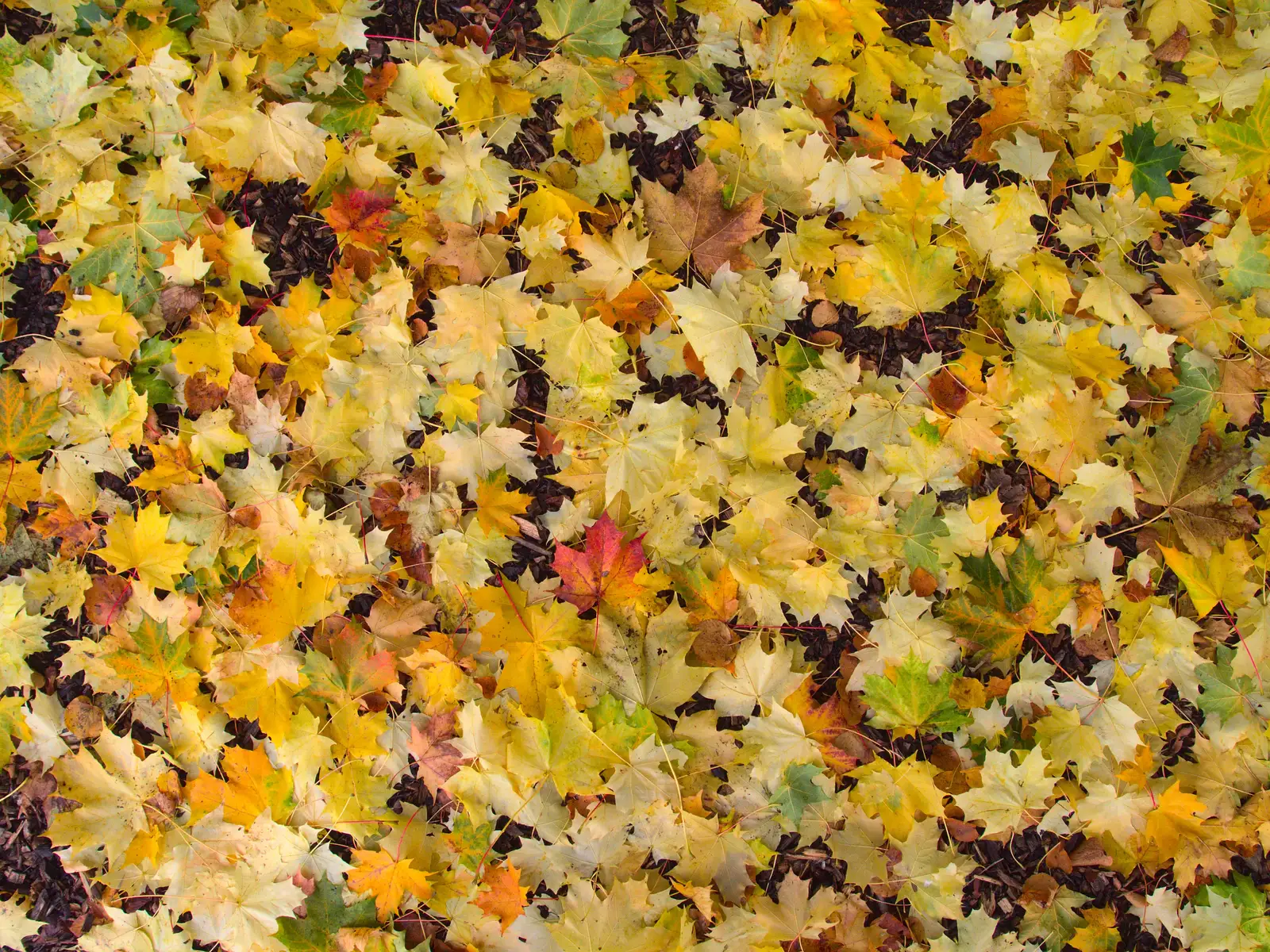 A carpet of pale green leaves, from Apple Picking and The BBs at Framingham Earl, Norfolk - 25th October 2015