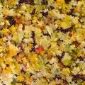 A carpet of pale green leaves, Apple Picking and The BBs at Framingham Earl, Norfolk - 25th October 2015