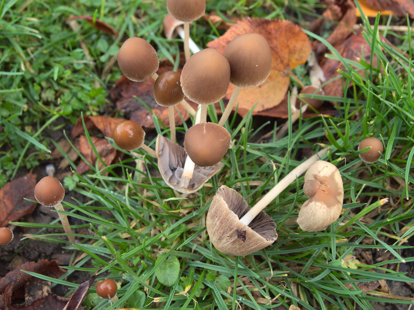 A pile of small mushrooms from Apple Picking and The BBs at Framingham Earl, Norfolk - 25th October 2015