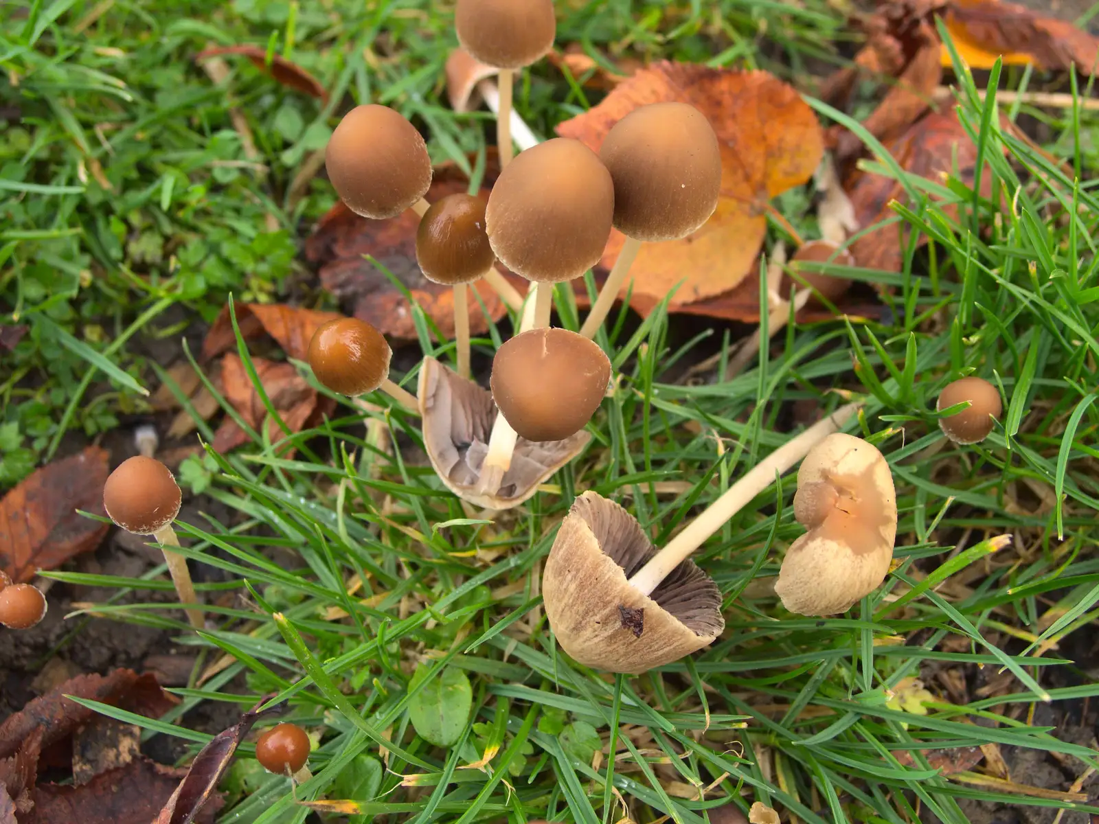 A pile of small mushrooms, from Apple Picking and The BBs at Framingham Earl, Norfolk - 25th October 2015