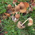 A pile of small mushrooms, Apple Picking and The BBs at Framingham Earl, Norfolk - 25th October 2015