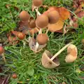 A pile of small mushrooms, Apple Picking and The BBs at Framingham Earl, Norfolk - 25th October 2015