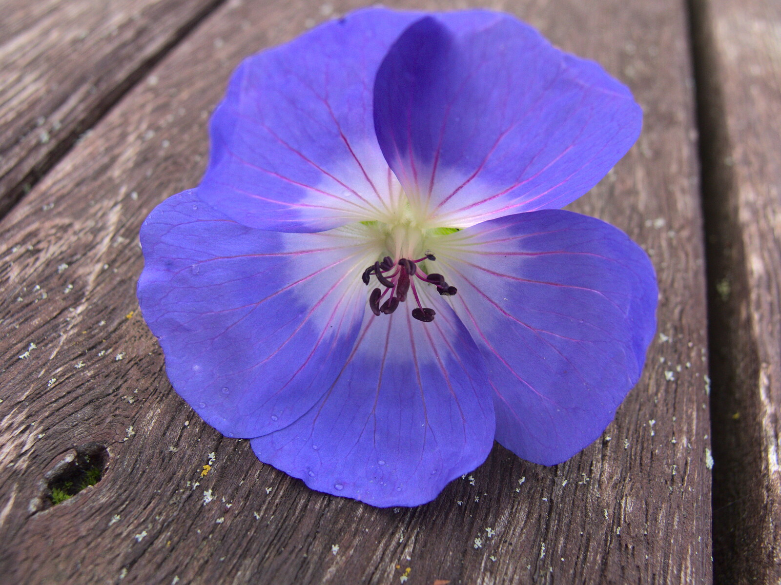 A bright blue flower from Apple Picking and The BBs at Framingham Earl, Norfolk - 25th October 2015