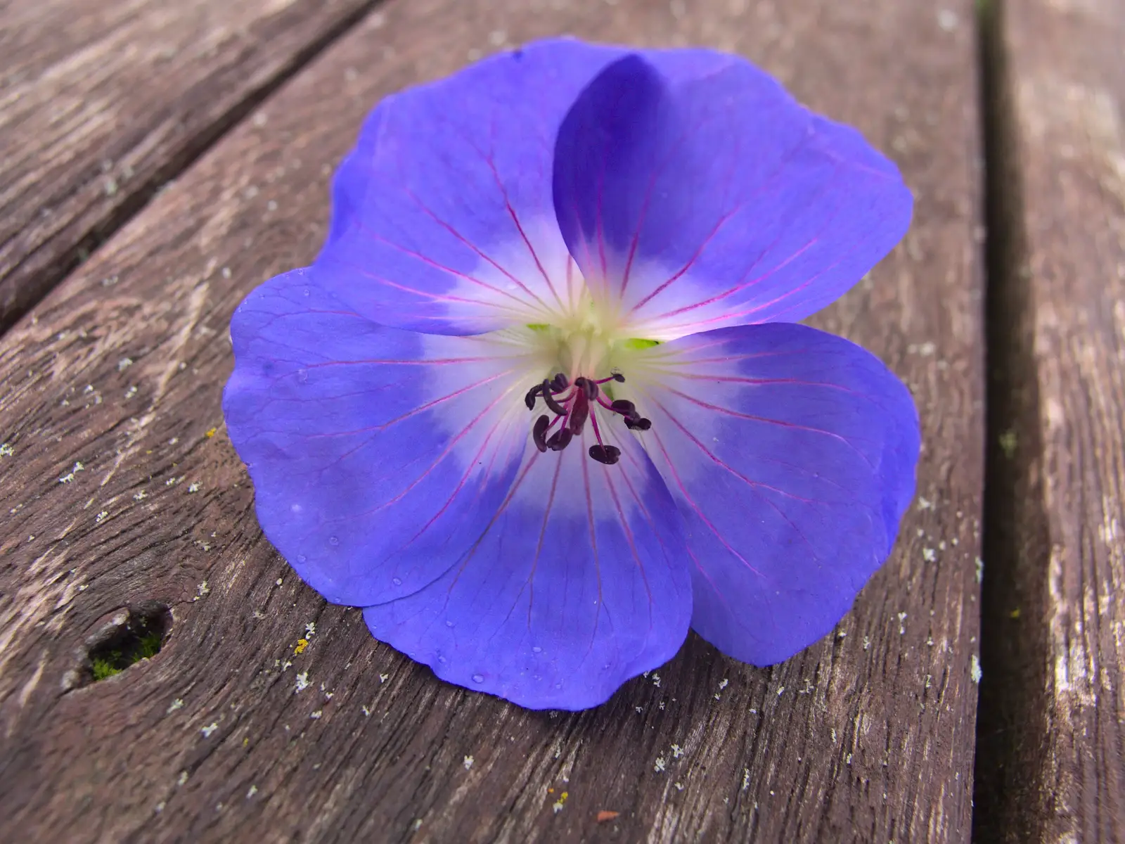 A bright blue flower, from Apple Picking and The BBs at Framingham Earl, Norfolk - 25th October 2015