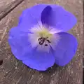 A bright blue flower, Apple Picking and The BBs at Framingham Earl, Norfolk - 25th October 2015