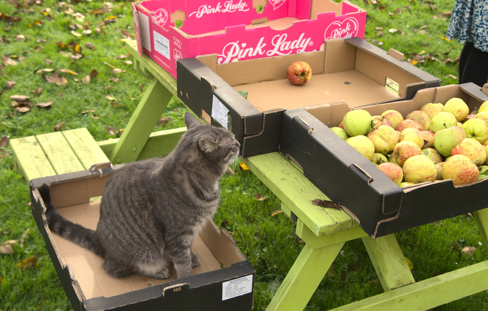 Boris - Stripey Cat - helps by sitting in a box from Apple Picking and The BBs at Framingham Earl, Norfolk - 25th October 2015