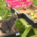 Boris - Stripey Cat - helps by sitting in a box, Apple Picking and The BBs at Framingham Earl, Norfolk - 25th October 2015