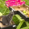 Boris - Stripey Cat - helps by sitting in a box, Apple Picking and The BBs at Framingham Earl, Norfolk - 25th October 2015