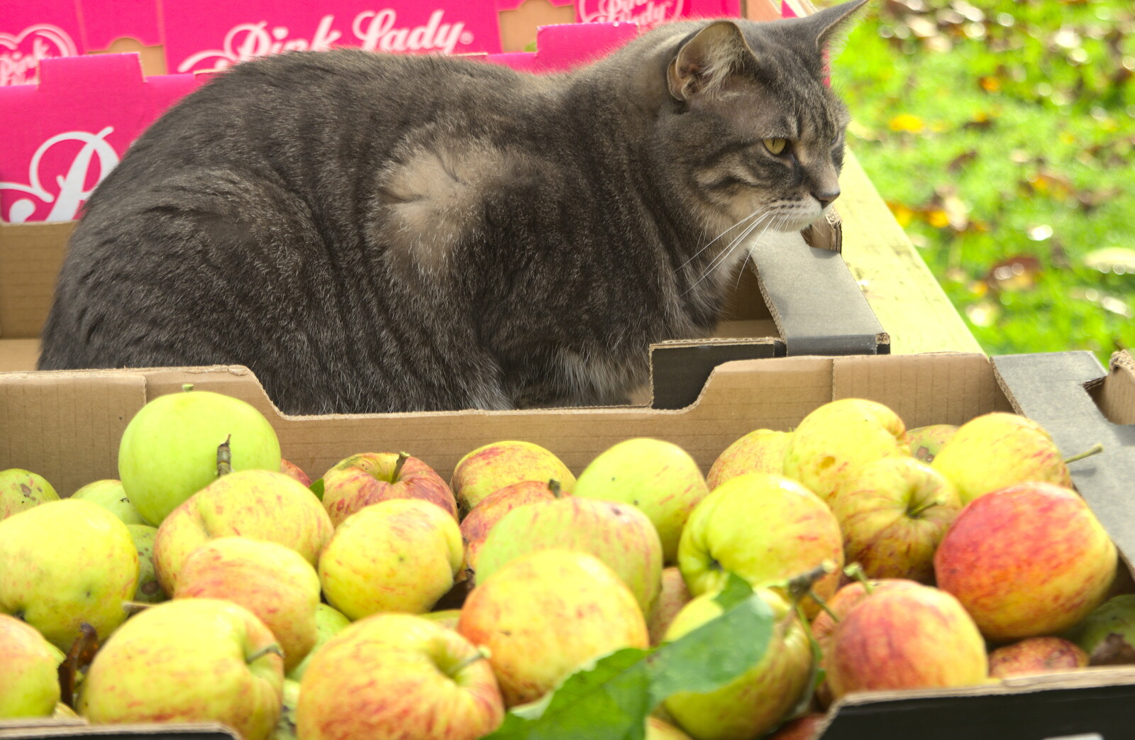 Boris sits around and watches from Apple Picking and The BBs at Framingham Earl, Norfolk - 25th October 2015
