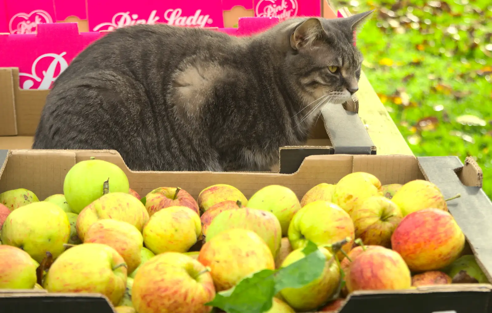 Boris sits around and watches, from Apple Picking and The BBs at Framingham Earl, Norfolk - 25th October 2015