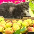 Boris sits around and watches, Apple Picking and The BBs at Framingham Earl, Norfolk - 25th October 2015