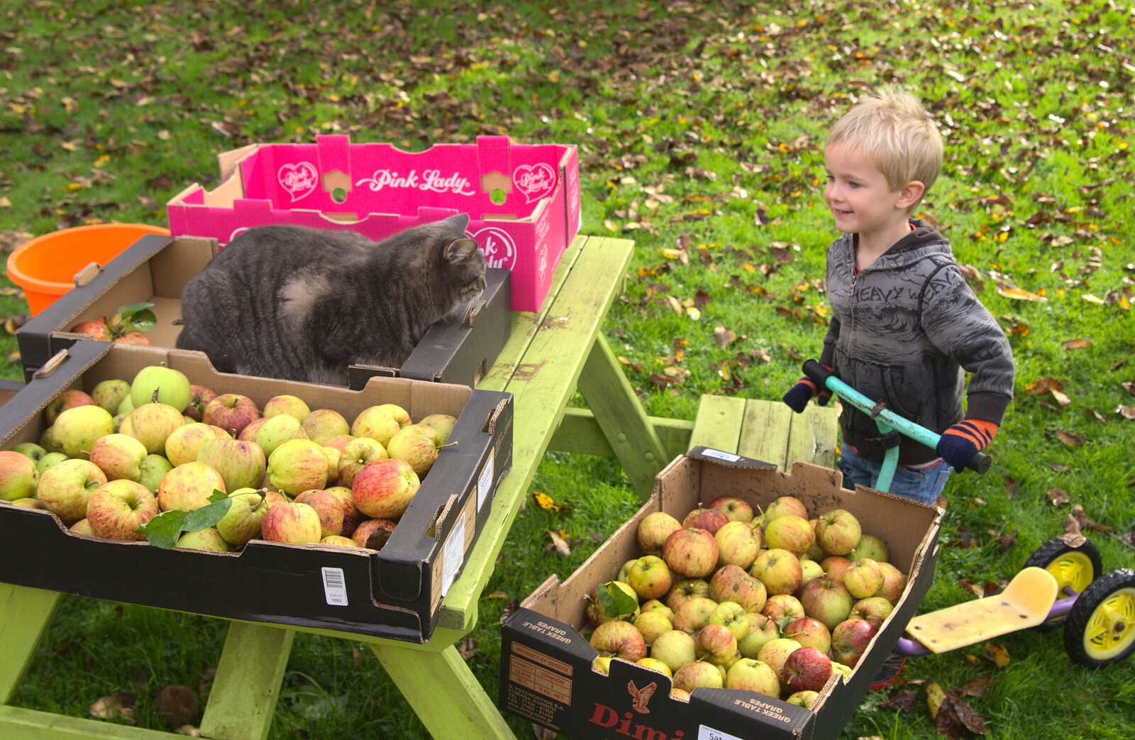 Harry and Boris from Apple Picking and The BBs at Framingham Earl, Norfolk - 25th October 2015