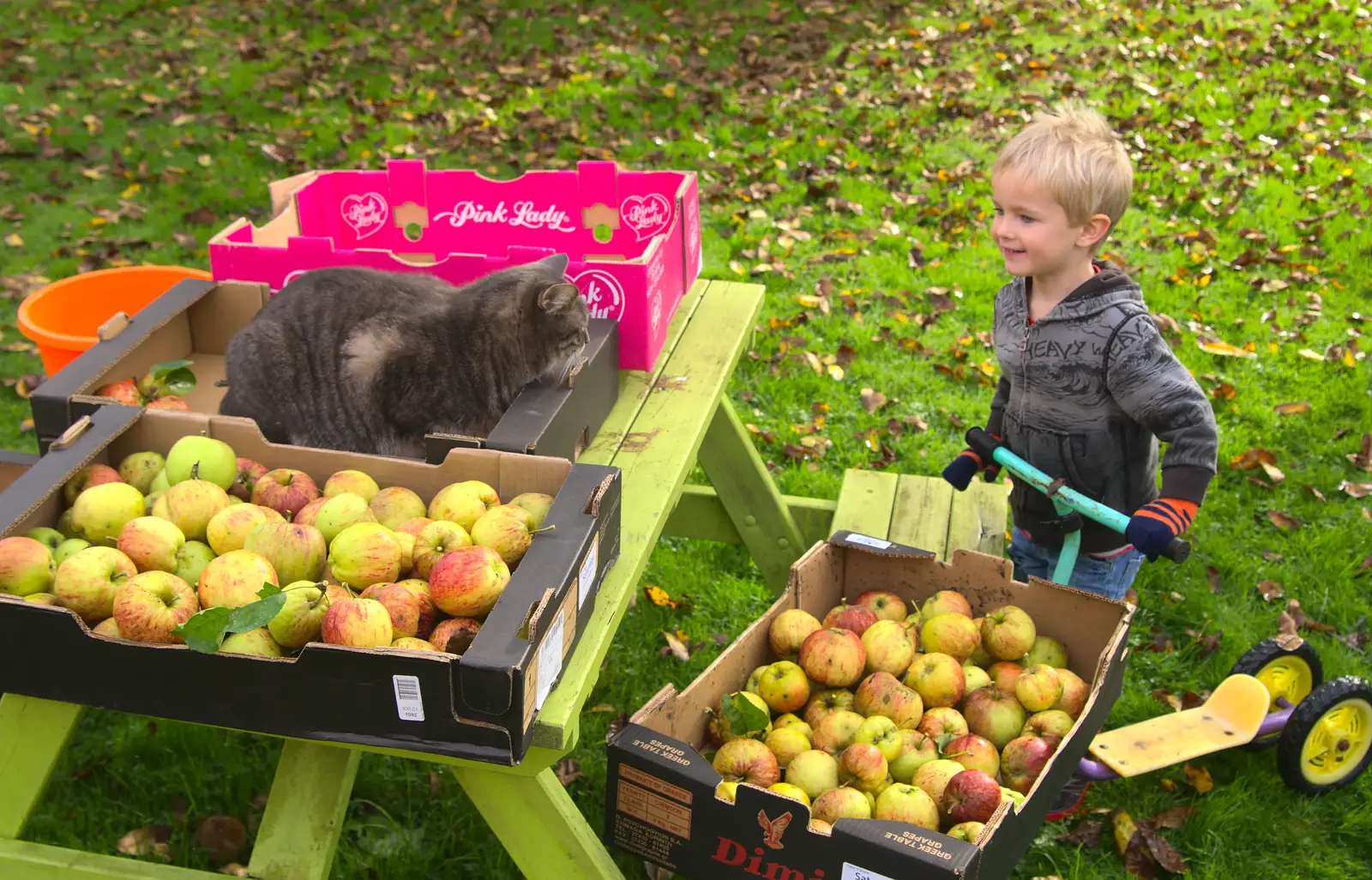 Harry and Boris, from Apple Picking and The BBs at Framingham Earl, Norfolk - 25th October 2015