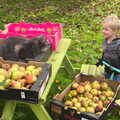 Harry and Boris, Apple Picking and The BBs at Framingham Earl, Norfolk - 25th October 2015