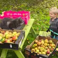 Harry and Boris, Apple Picking and The BBs at Framingham Earl, Norfolk - 25th October 2015