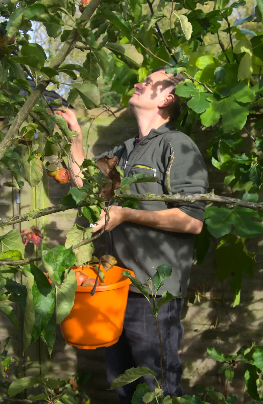 Nosher in the orchard, from Apple Picking and The BBs at Framingham Earl, Norfolk - 25th October 2015