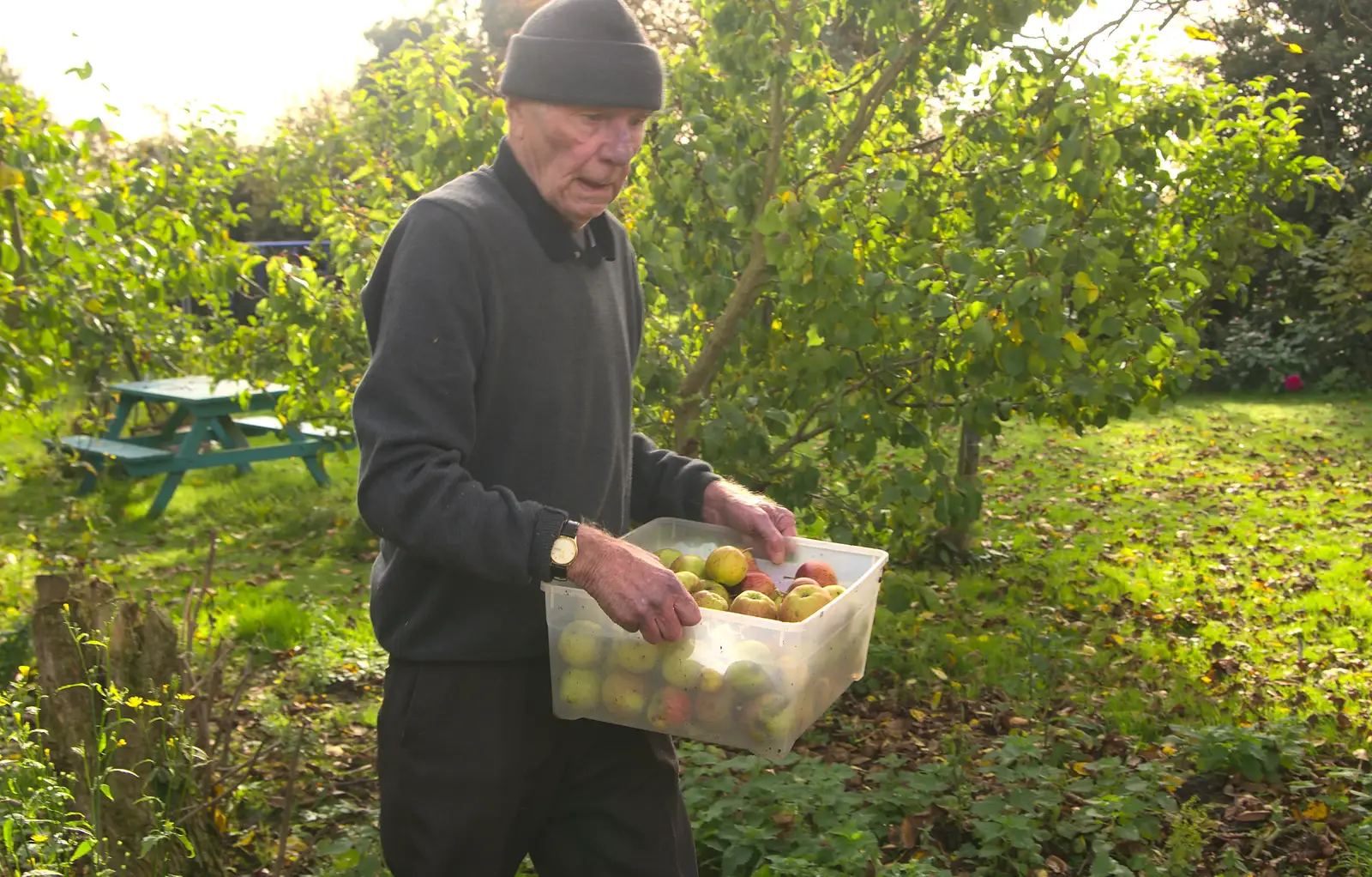 Grandad helps out too, from Apple Picking and The BBs at Framingham Earl, Norfolk - 25th October 2015